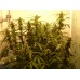 Green Crack Auto - FastBuds